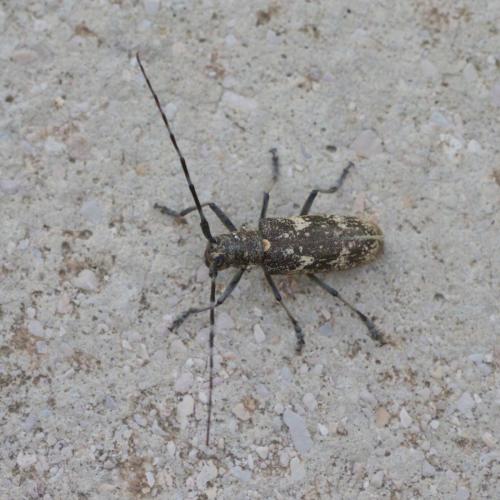 Monochamus sartor